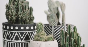 2 Gövdeli Yuka Bitkisi XL, Dracena Marginata Bitkisi ve Kauçuk Bitkisi Ficus Elastica Robusta: İç Mekanlarda Göz Alıcı Bitkiler nadirkaktus.com5