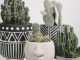 2 Gövdeli Yuka Bitkisi XL, Dracena Marginata Bitkisi ve Kauçuk Bitkisi Ficus Elastica Robusta: İç Mekanlarda Göz Alıcı Bitkiler nadirkaktus.com5