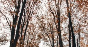 Akciğer Su Toplaması Neden Olur? Belirtileri ve Nedenleri pleural effusion