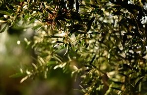 Doğal Lezzetin ve Sağlığın Adresi: Ayvalık Siyah Zeytin Gemlik Tipi, Kantaron Yağı ve Erken Hasat Yeni Mahsul Filtresiz Soğuk Sıkım Sızma Zeytinyağı birellerzeytin3