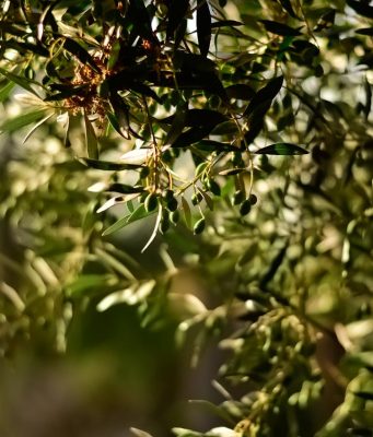 Doğal Lezzetin ve Sağlığın Adresi: Ayvalık Siyah Zeytin Gemlik Tipi, Kantaron Yağı ve Erken Hasat Yeni Mahsul Filtresiz Soğuk Sıkım Sızma Zeytinyağı birellerzeytin3